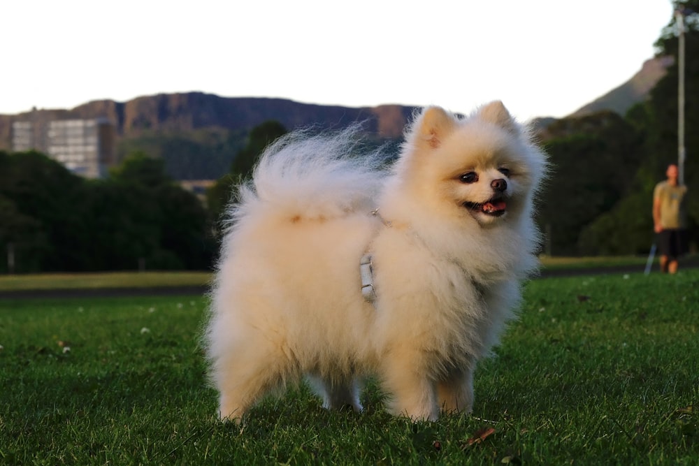 a small white dog standing on top of a lush green field