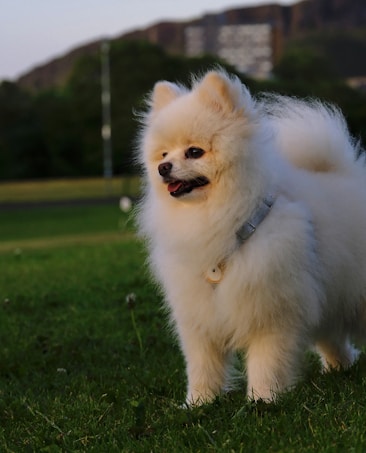 A fluffy white Pomeranian dog is standing on grass in an outdoor setting. The dog is wearing a small harness and appears alert and content. In the background, there are green trees, and a distant view of a building and hills can be seen.