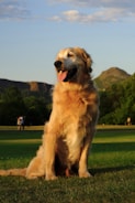 A happy golden retriever playing in a sunny park