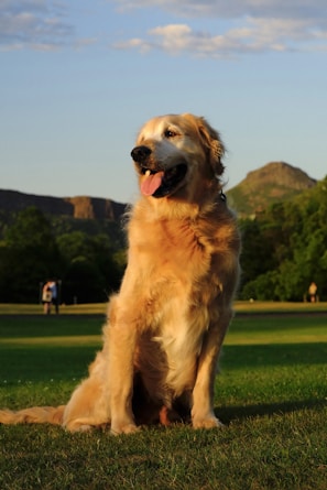 A golden retriever playing outdoors on green grass under sunlight.