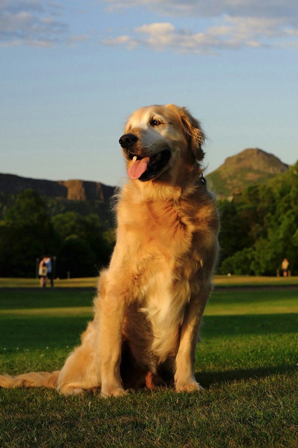 a large brown dog sitting on top of a lush green field