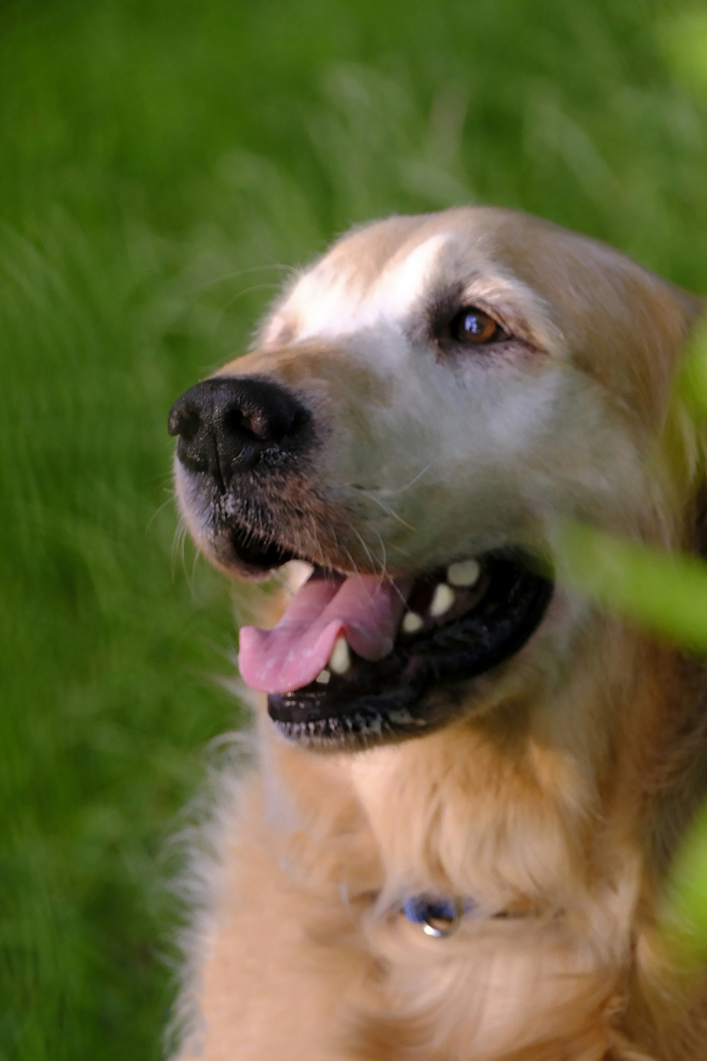 a close up of a dog with its mouth open