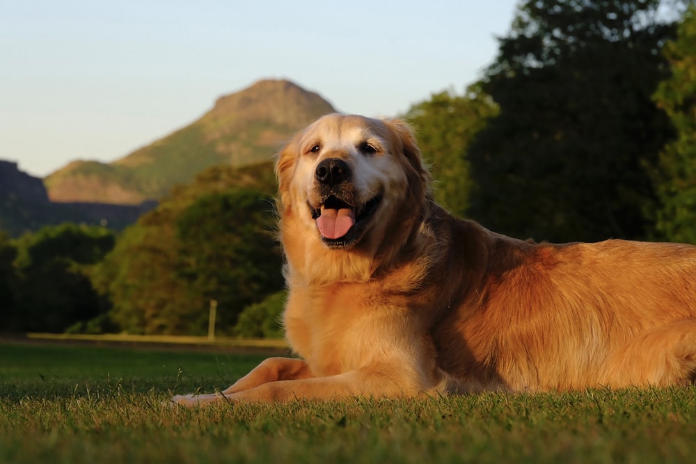 a golden retriever laying in the grass with mountains in the background