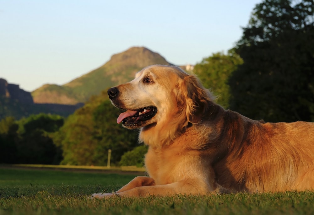 a large brown dog laying on top of a lush green field