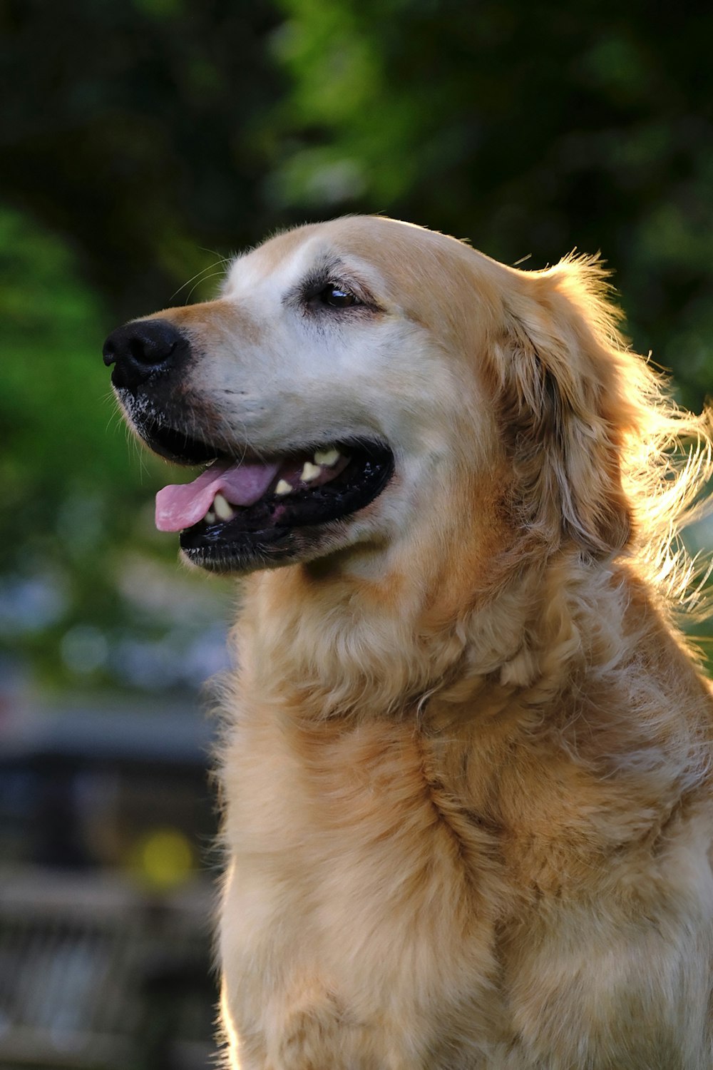 a close up of a dog's face with trees in the background