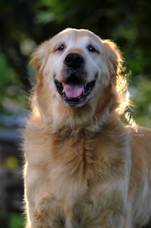 A Golden Retriever with a happy expression is standing outdoors. The dog's mouth is open, and it appears to be panting. Sunlight is highlighting its golden fur, and a blurry background of greenery can be seen.