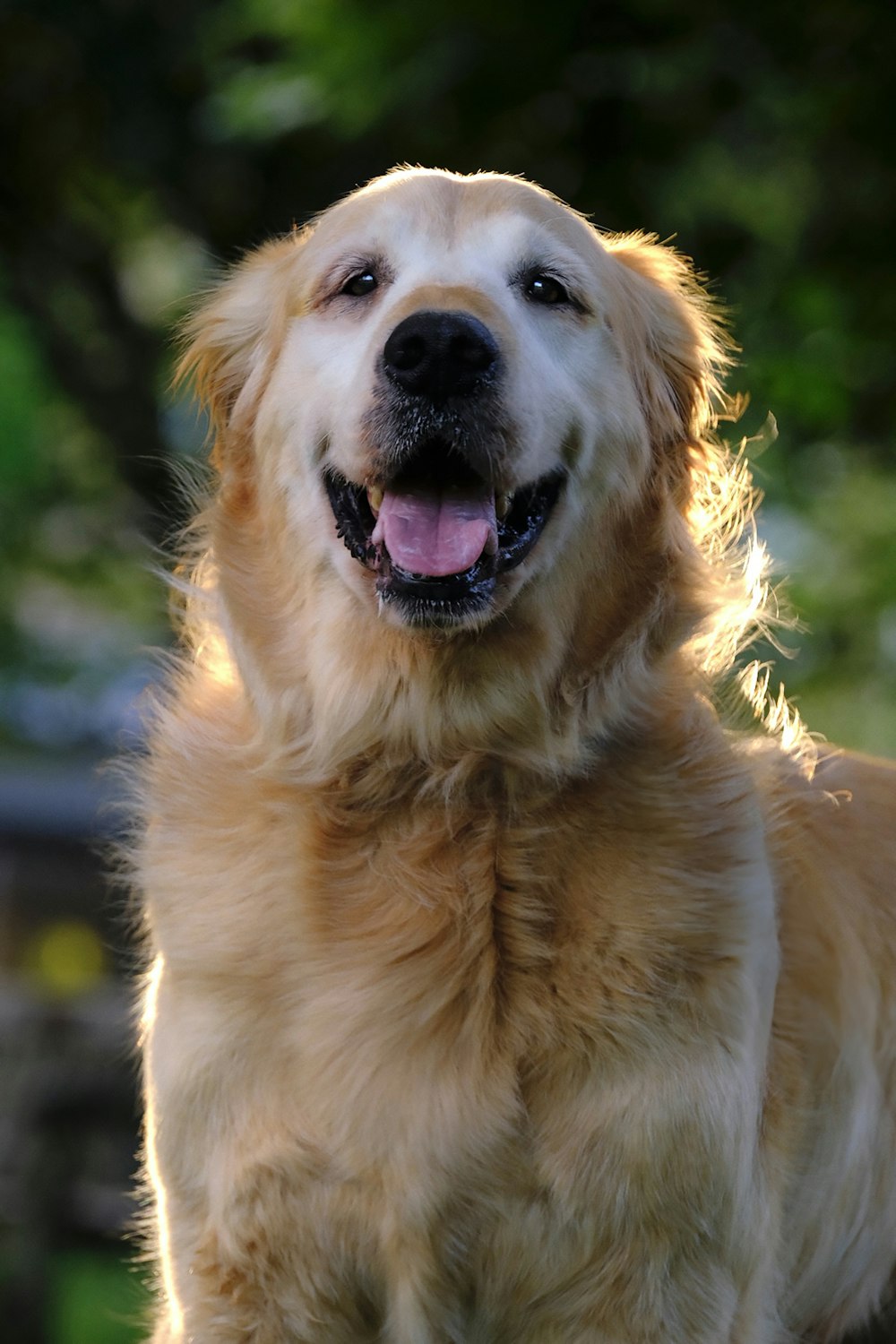 a close up of a dog with its mouth open