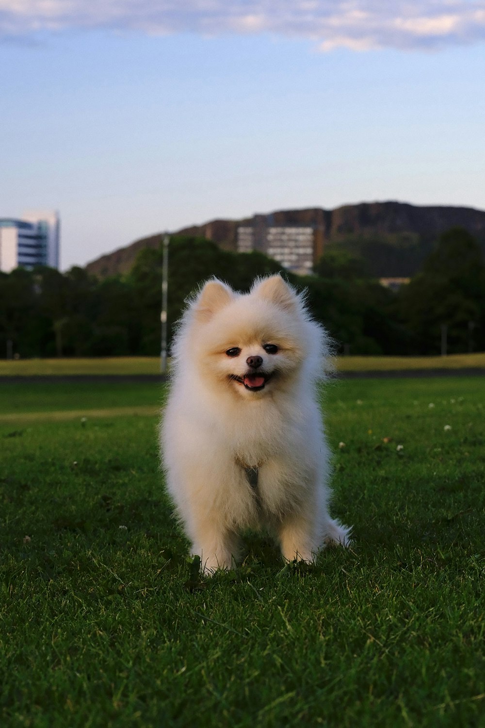 a small white dog standing on top of a lush green field