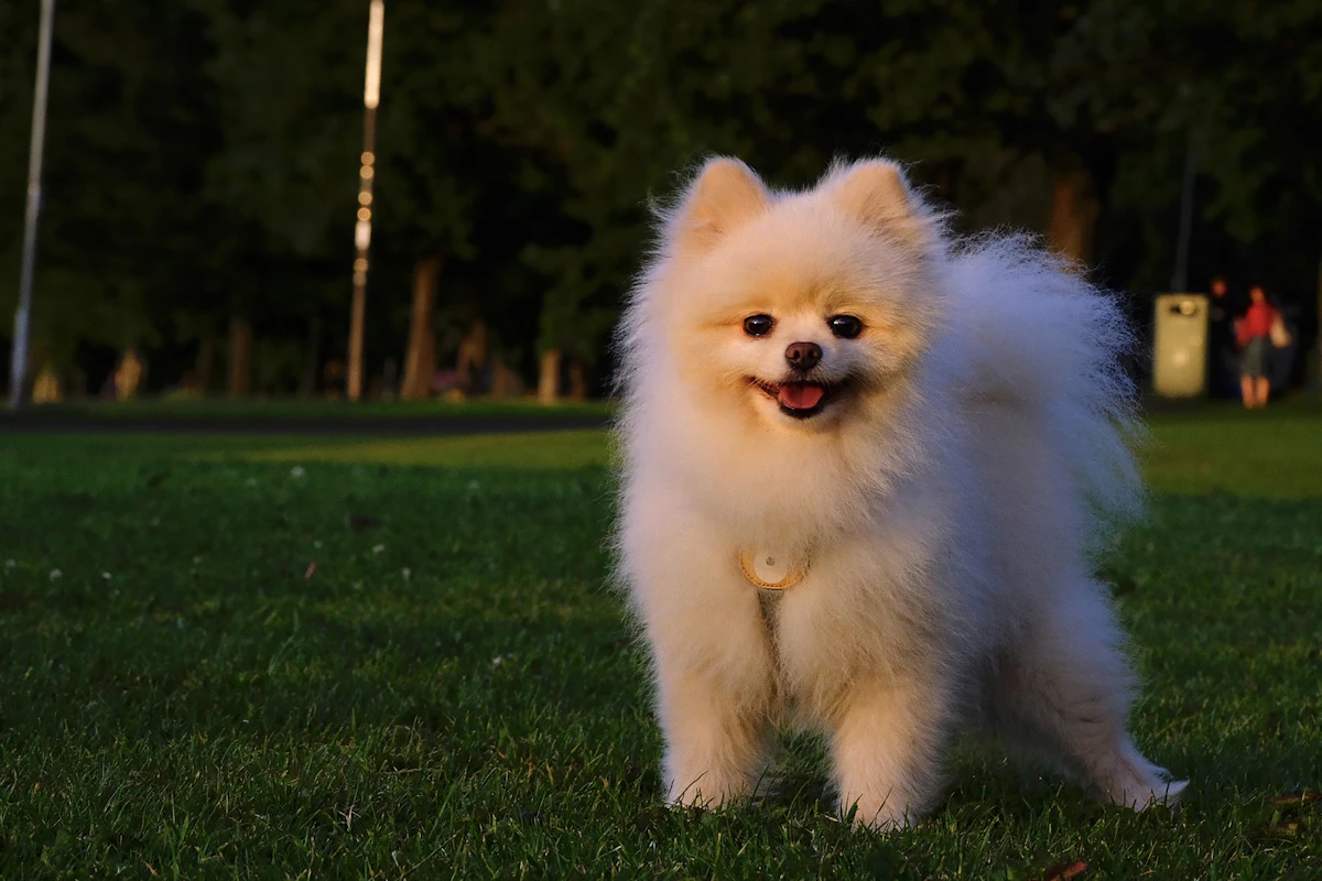 Pomeranian outdoors