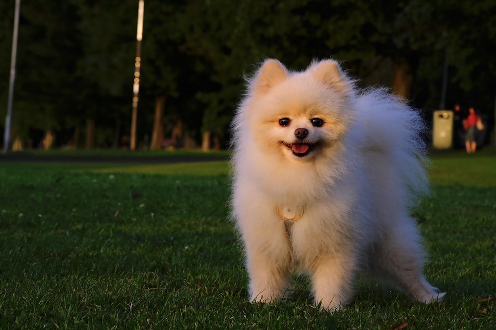 a small white dog standing on top of a lush green field