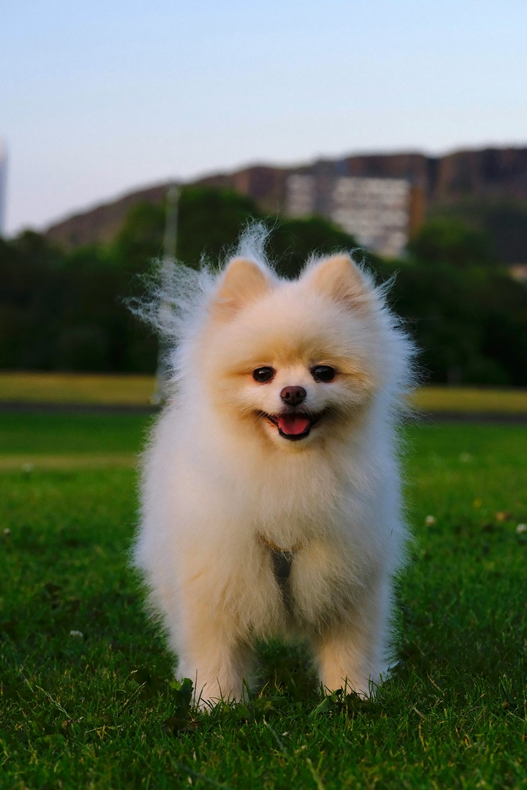 Pomeranian Köpekleri Hakkında Her Şey: Fiyatları, Bakımı, Beslenme ve Satın Alma Rehberi