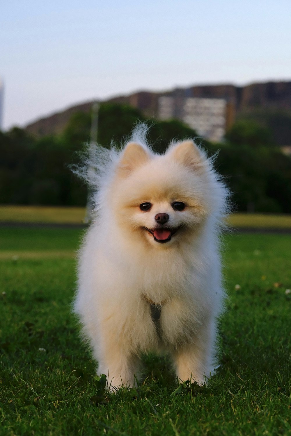 a small white dog standing on top of a lush green field