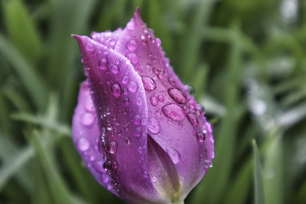 un fiore viola con gocce d'acqua su di esso