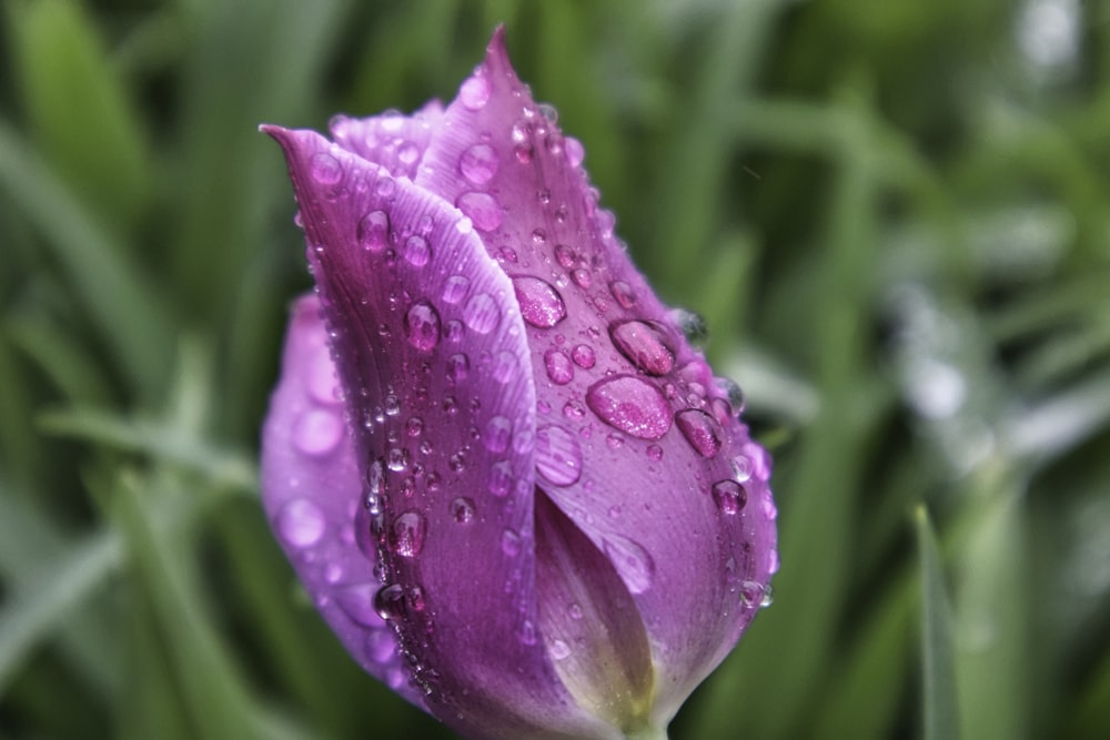 a purple flower with water droplets on it