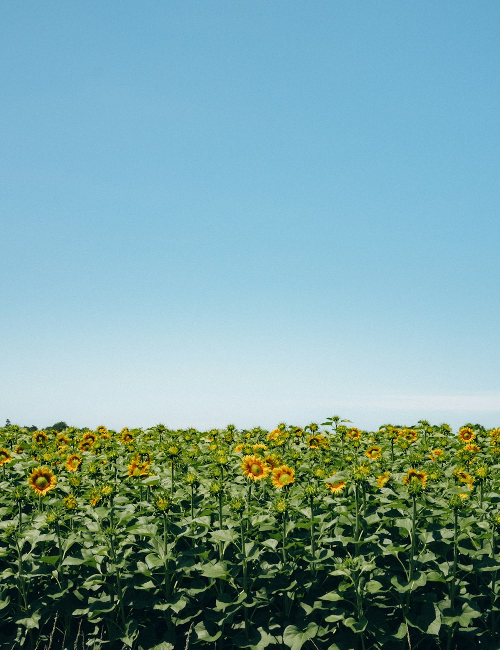 a large field of sunflowers under a blue sky