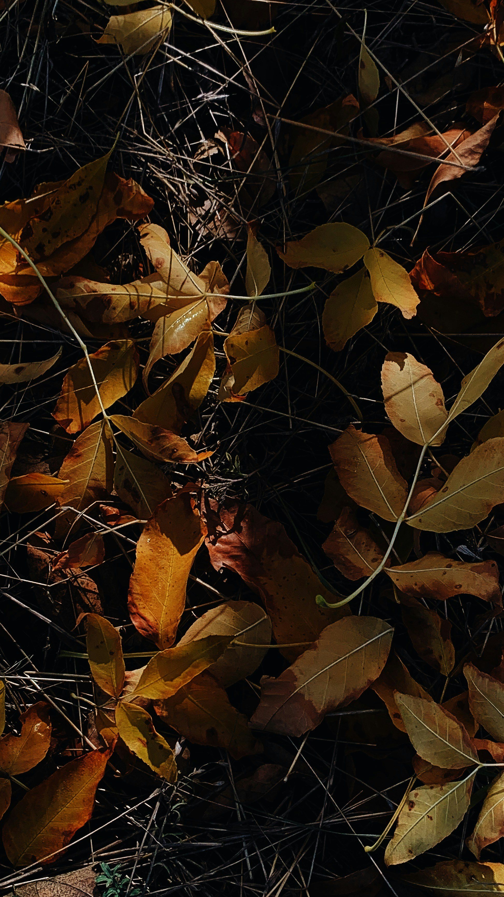 Photo by elinaokolit