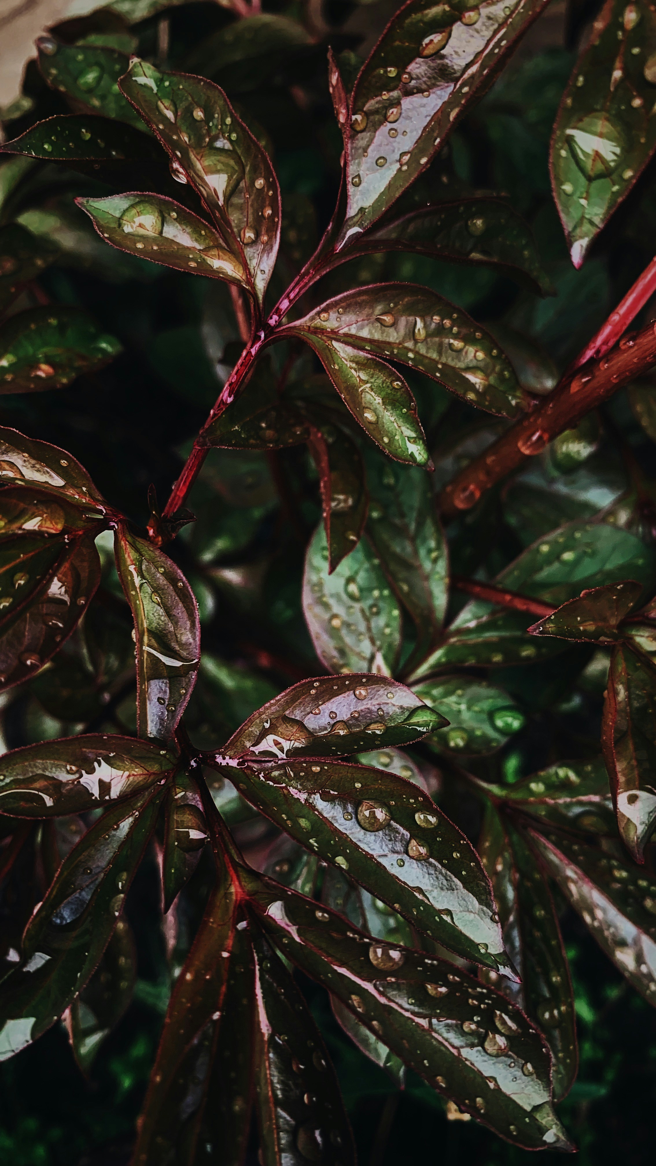 a close up of a plant with water droplets on it