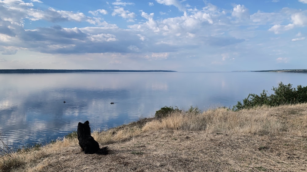 a dog sitting on a hill looking out at the water