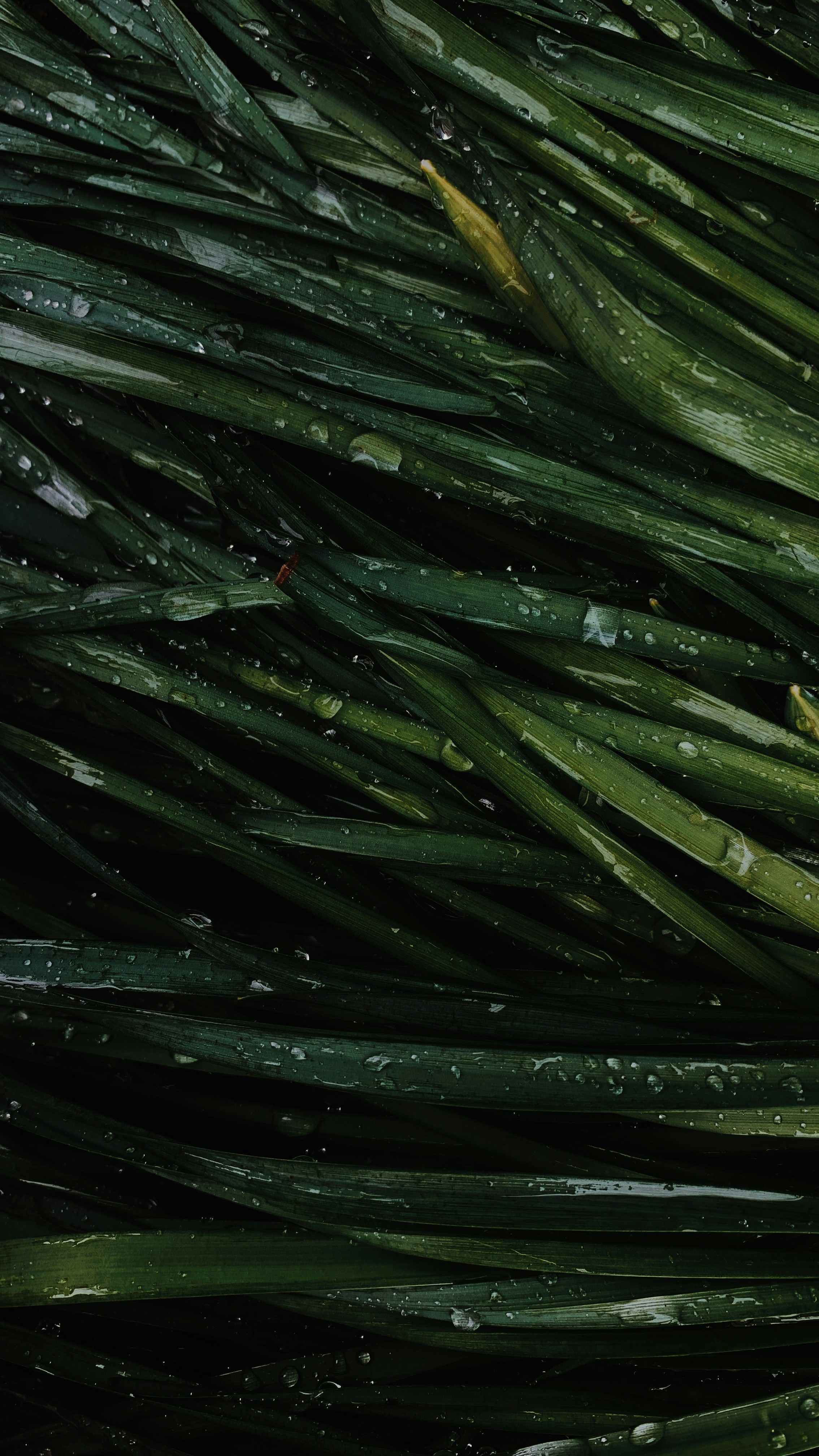 Photo by elinaokolit