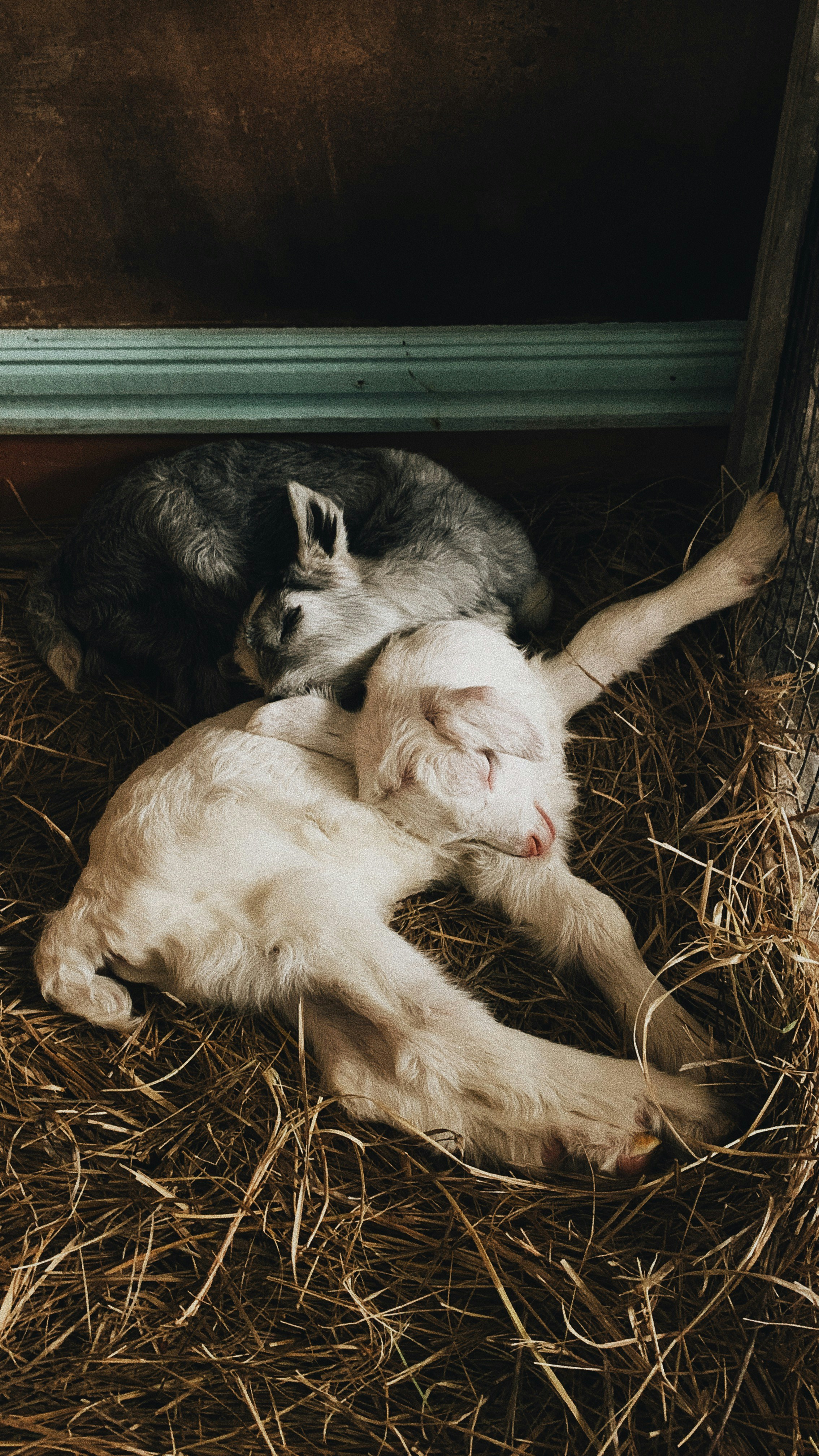 a cat laying on top of a white and black cat