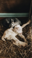 A cozy pen with happy sheep and goats resting comfortably.