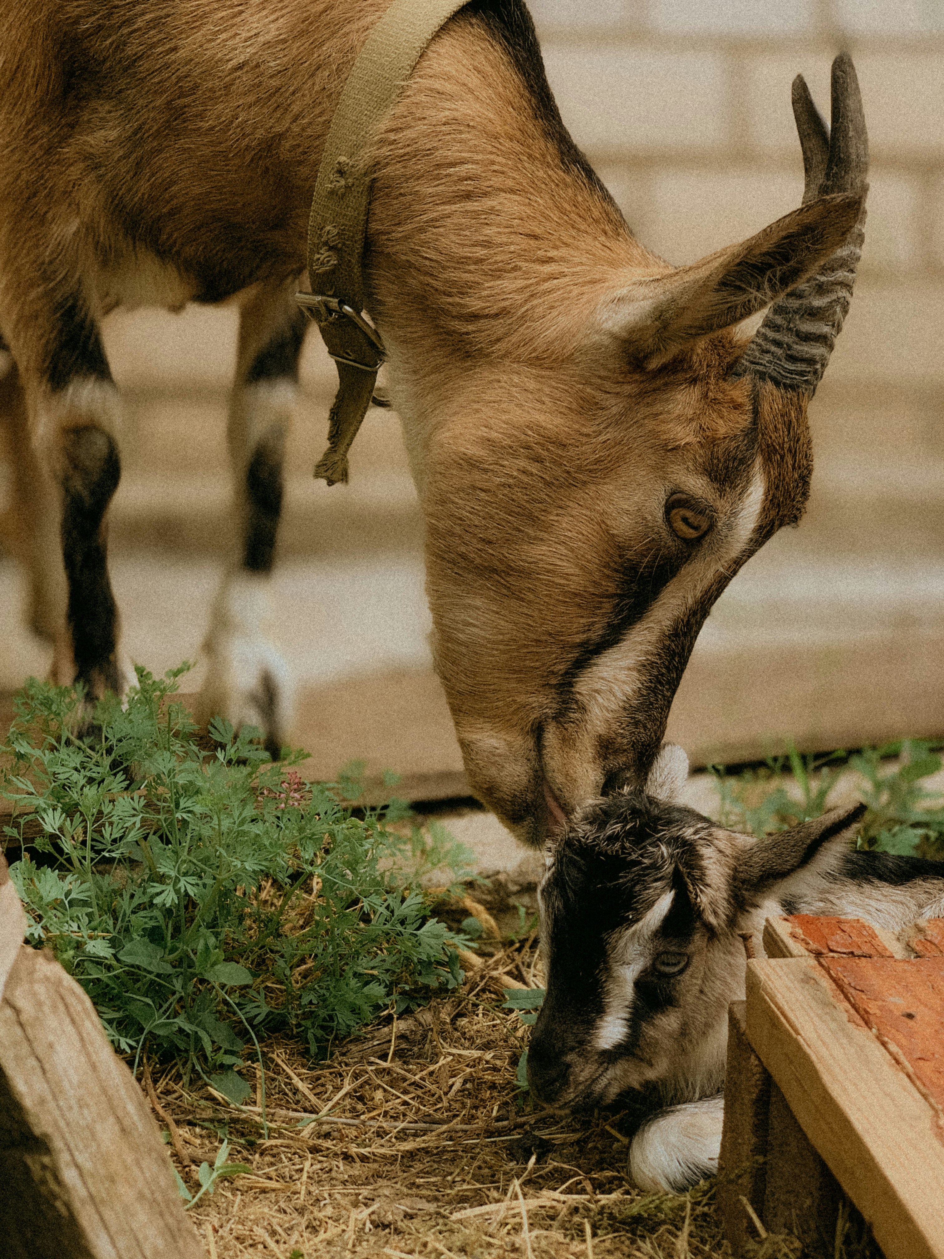 a goat that is eating some grass out of the ground