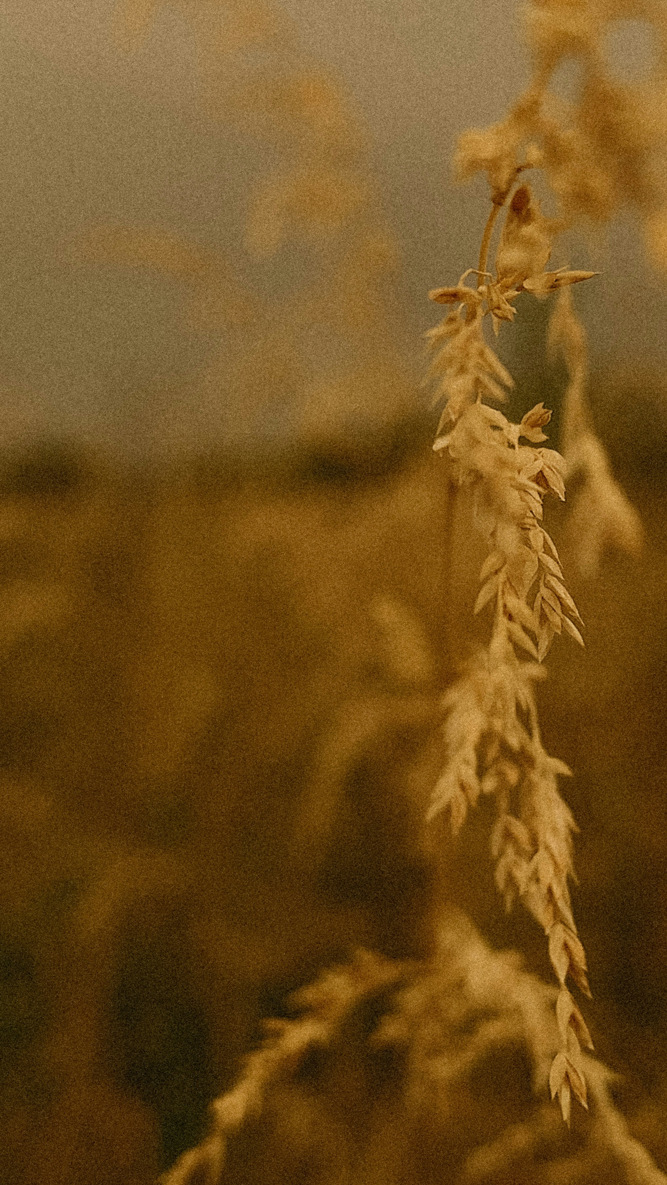 A close up of a corn cob.