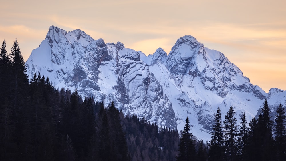 a snow covered mountain with pine trees in the foreground