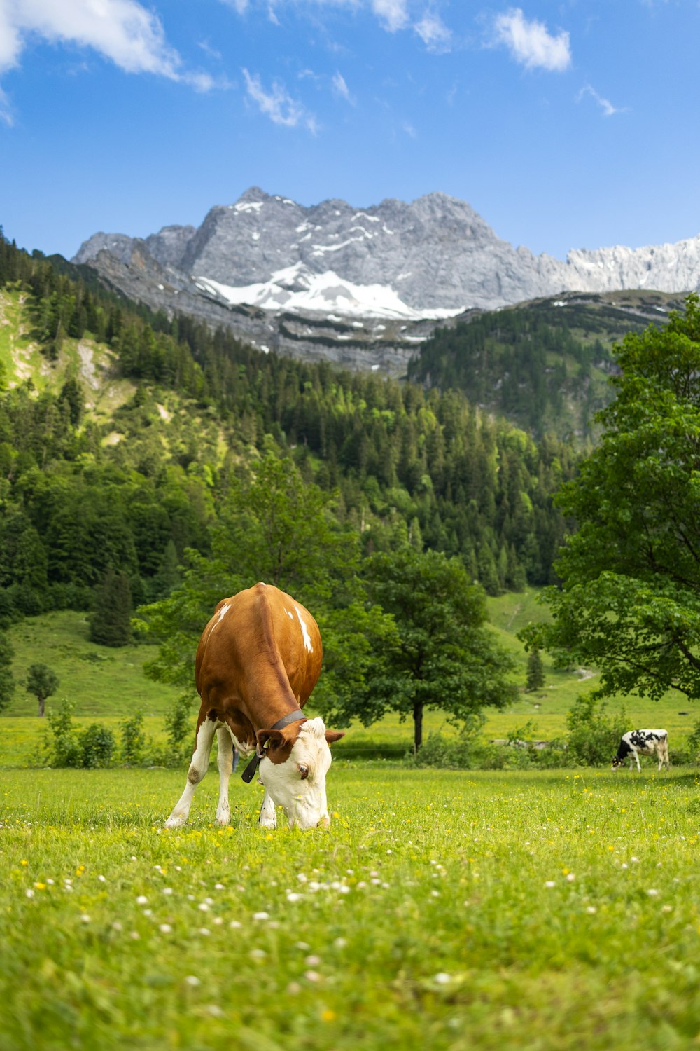 a brown and white cow standing on top of a lush green field