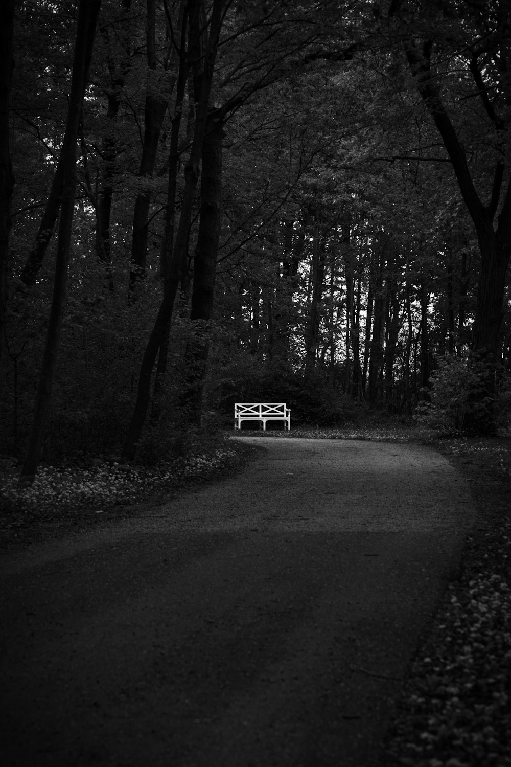 a black and white photo of a bench in the woods
