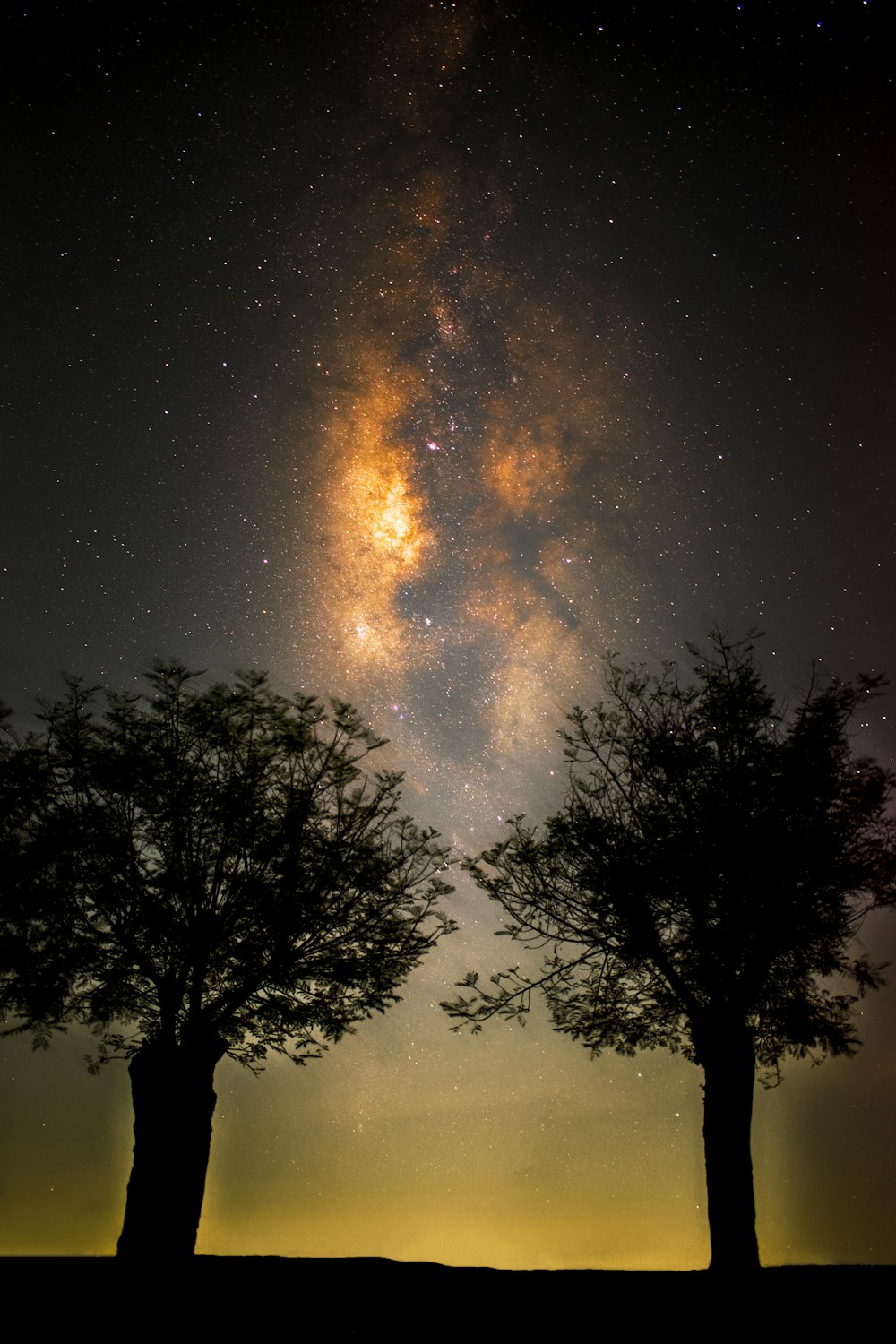 two trees are silhouetted against the night sky