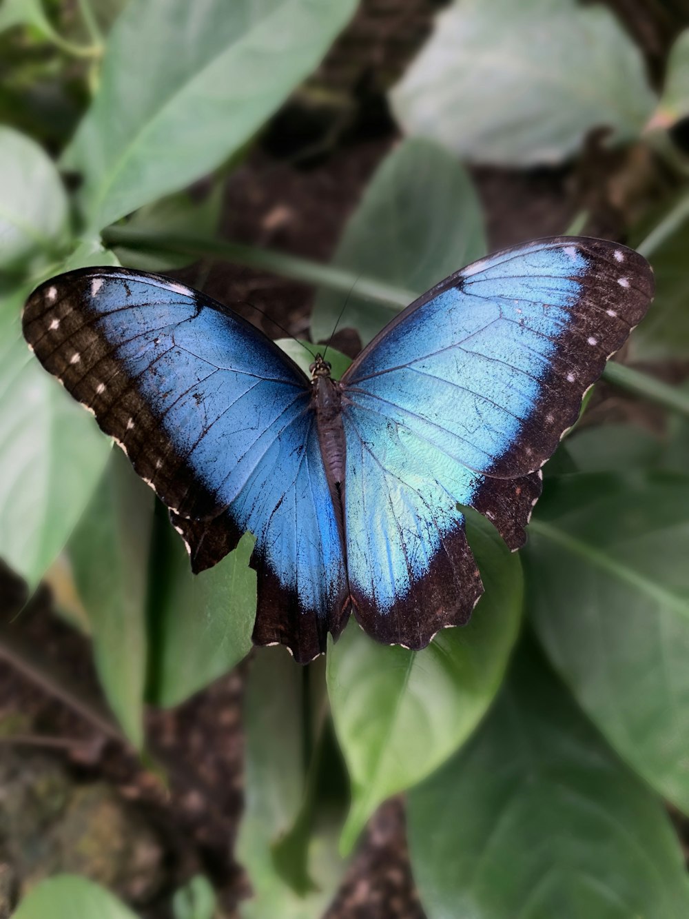 un papillon bleu assis au sommet d’une feuille verte