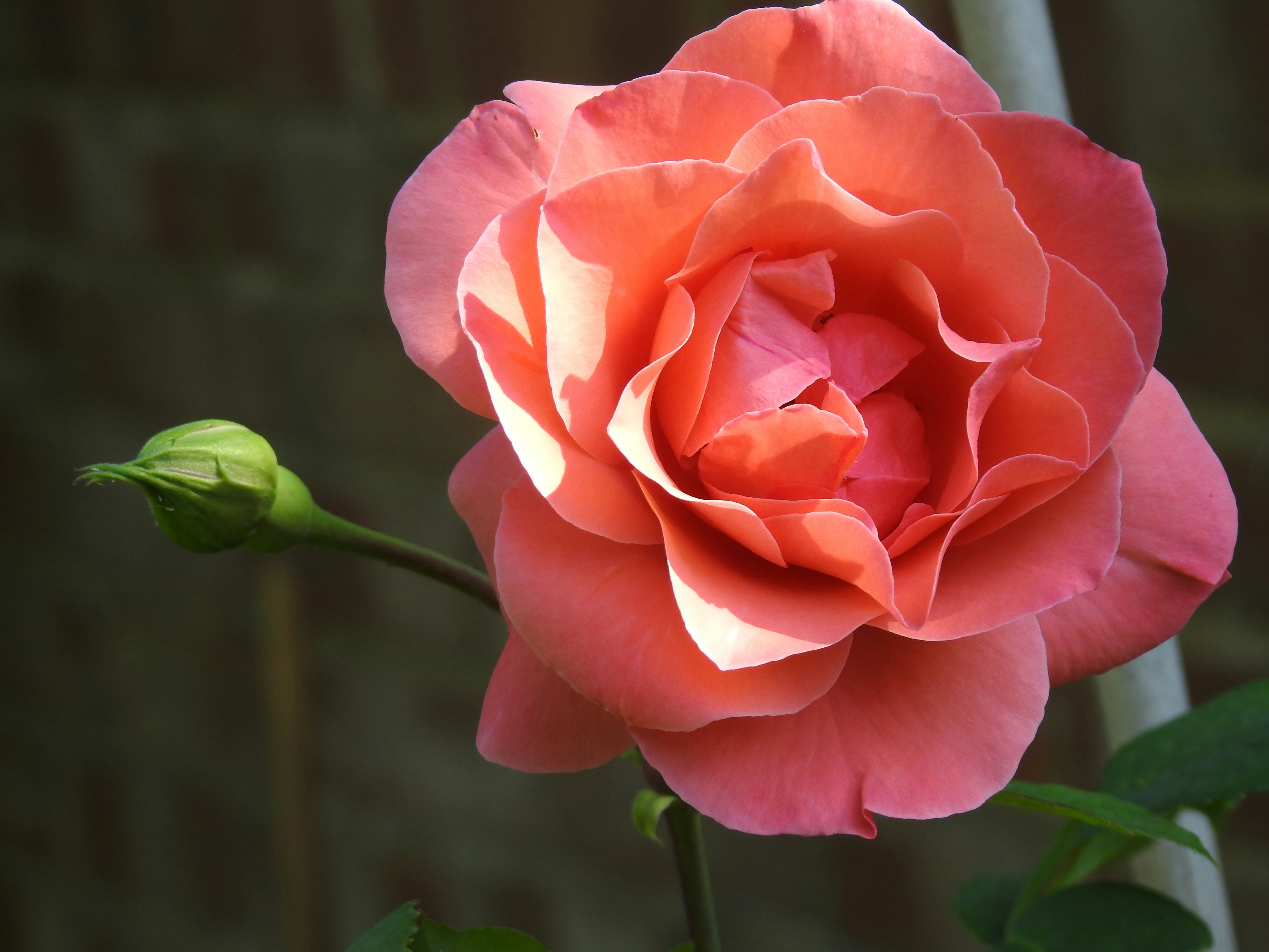 Photo by vijaychadha