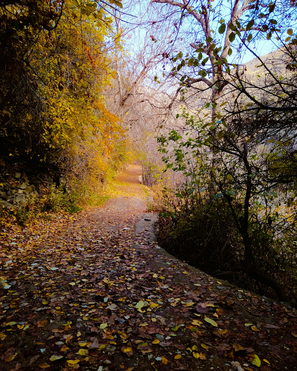 a dirt road surrounded by trees and leaves