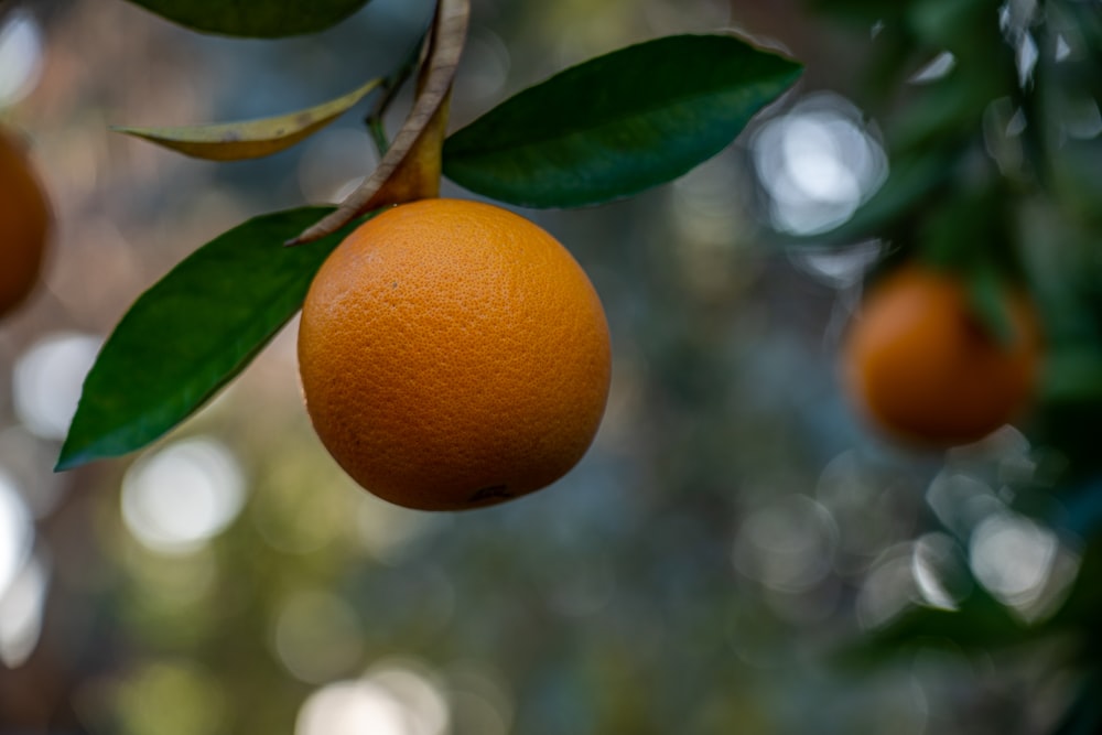 an orange hanging from a tree with leaves