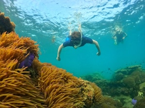 a person swimming in the water near a coral reef