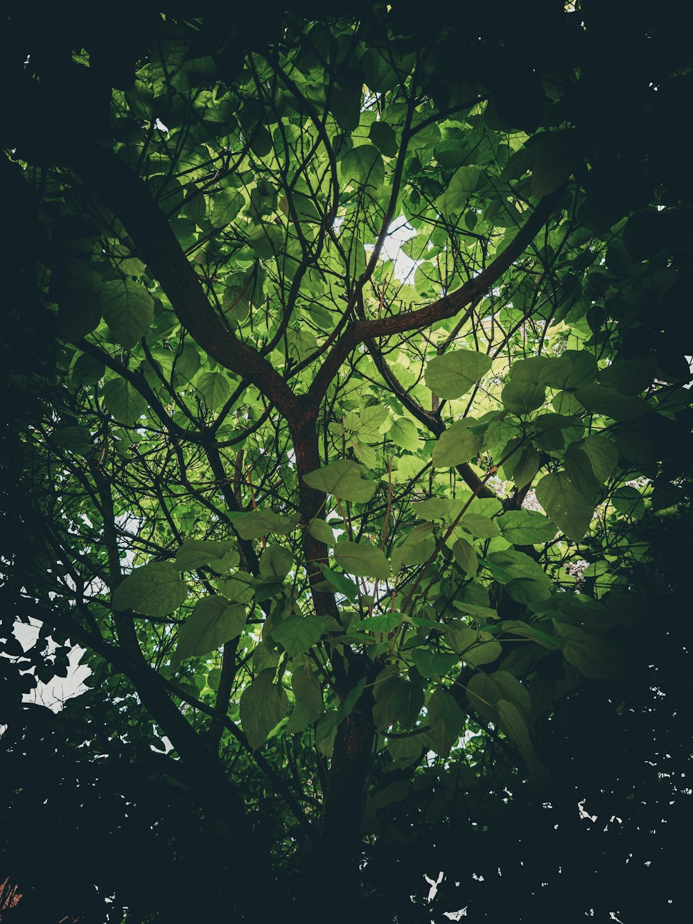 a tree with lots of green leaves on it