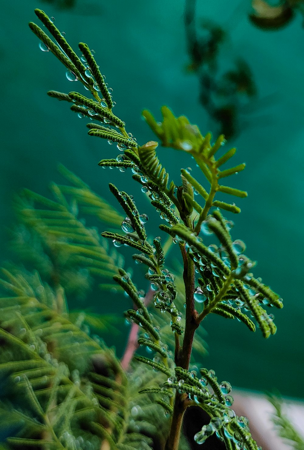 a close up of a plant with water droplets on it