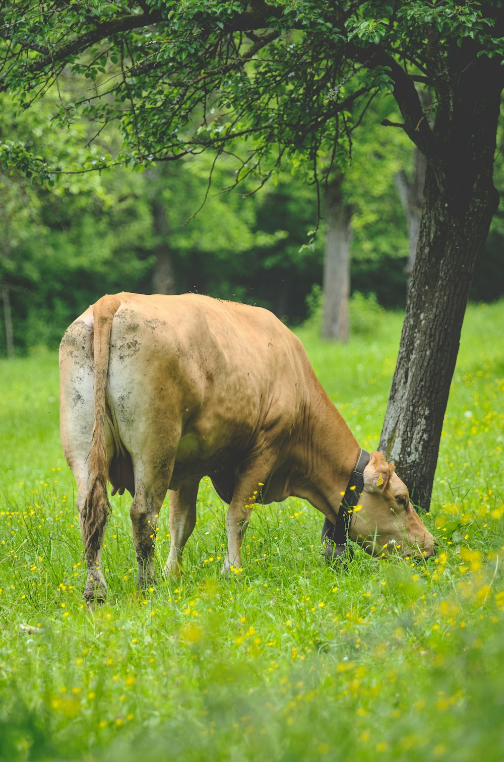 a cow grazing in a field next to a tree