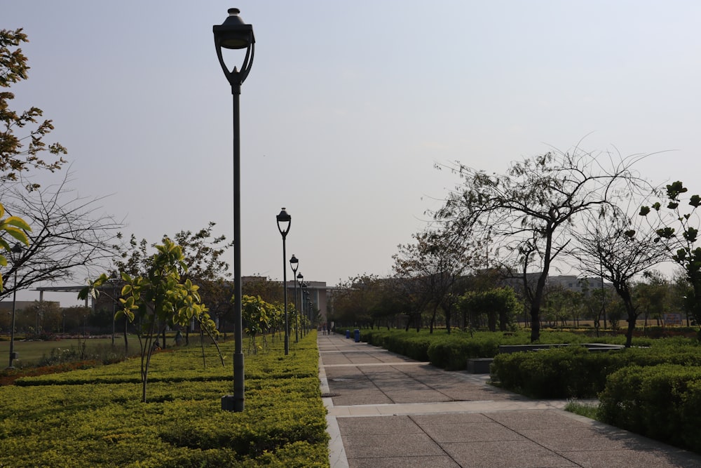 a walkway in a park lined with trees and bushes