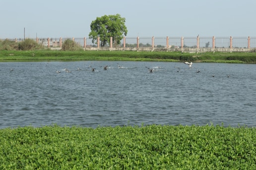 a large body of water surrounded by a lush green field