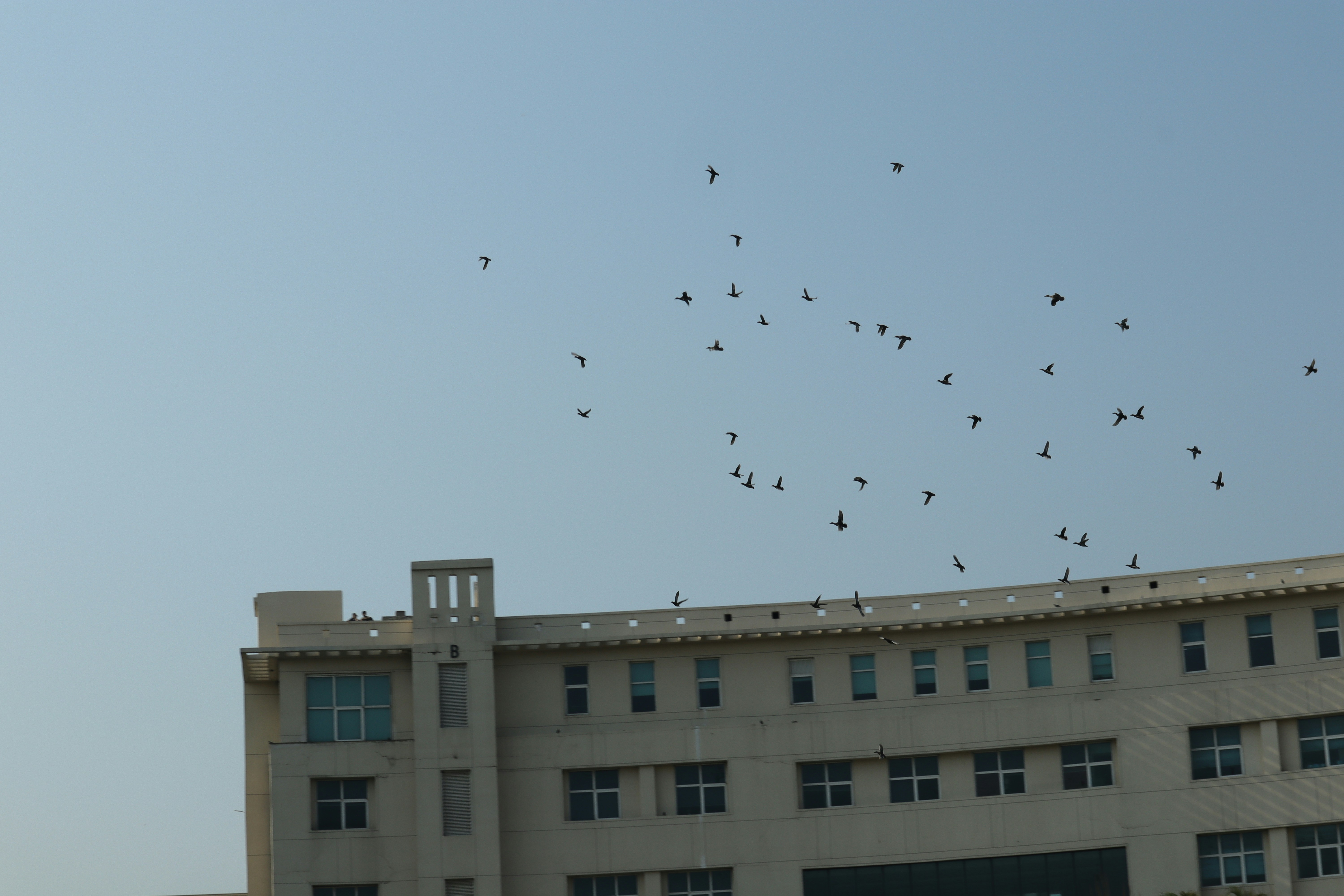 a flock of birds flying over a building