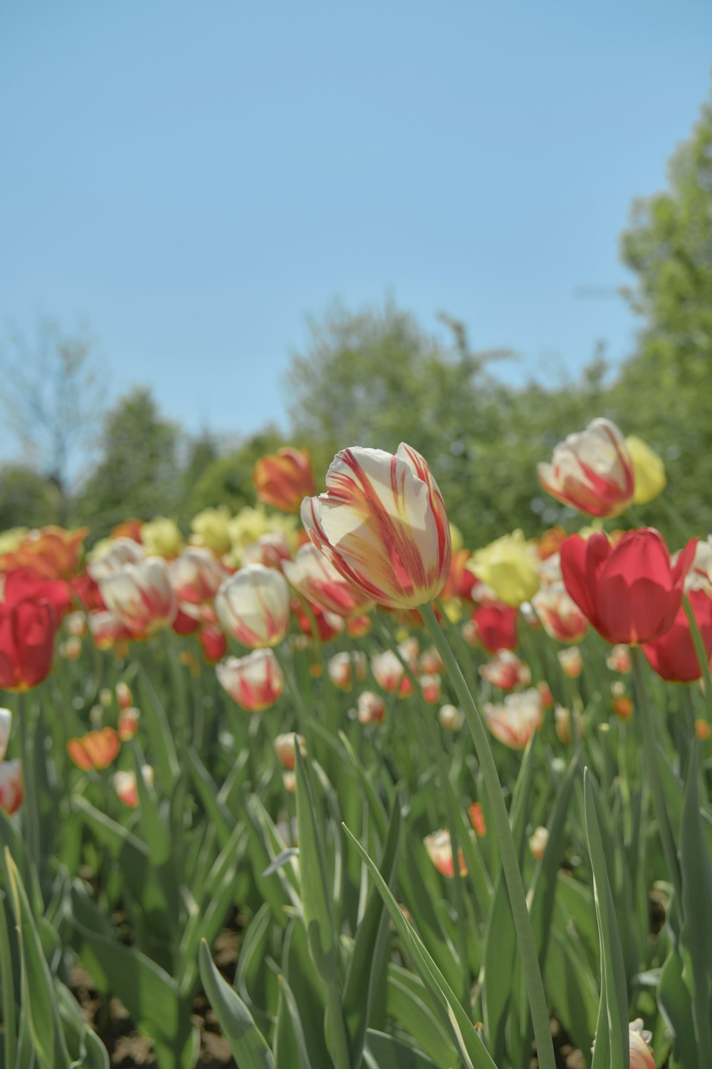 a field of red and yellow tulips with trees in the background