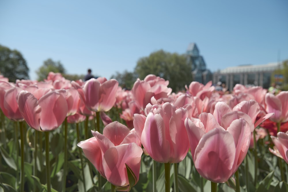 a field of pink tulips with a blue sky in the background
