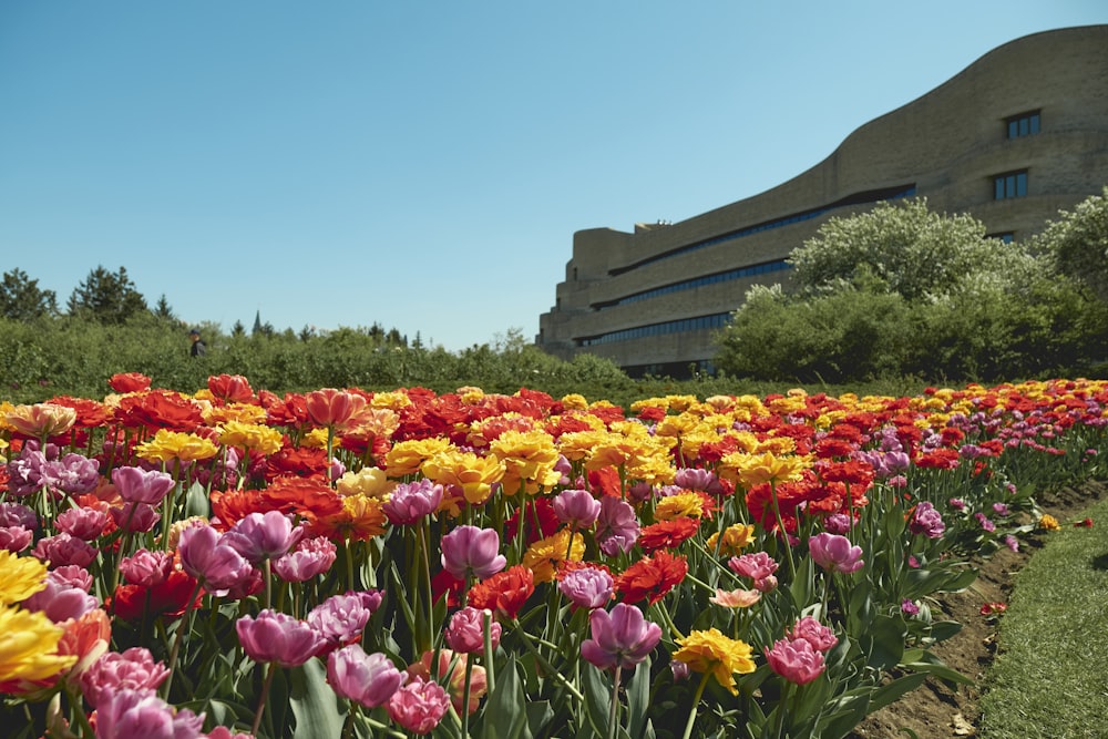 a field of flowers with a building in the background