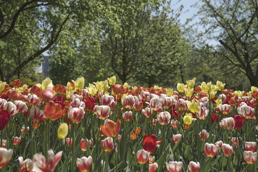 a field of red and yellow tulips with trees in the background