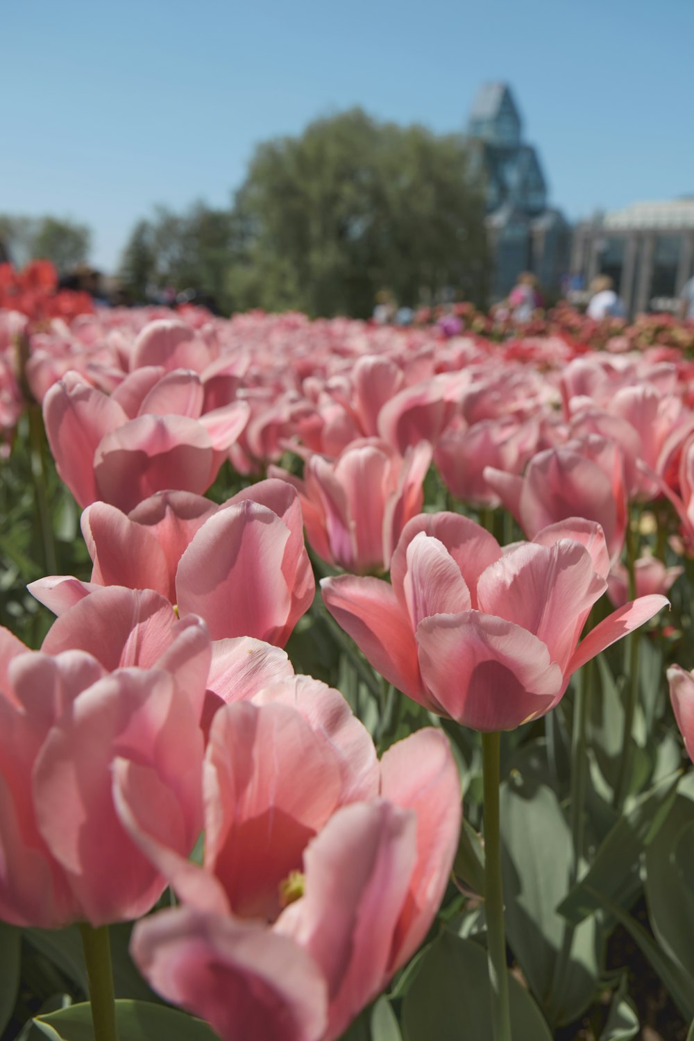 a field of pink tulips with a building in the background