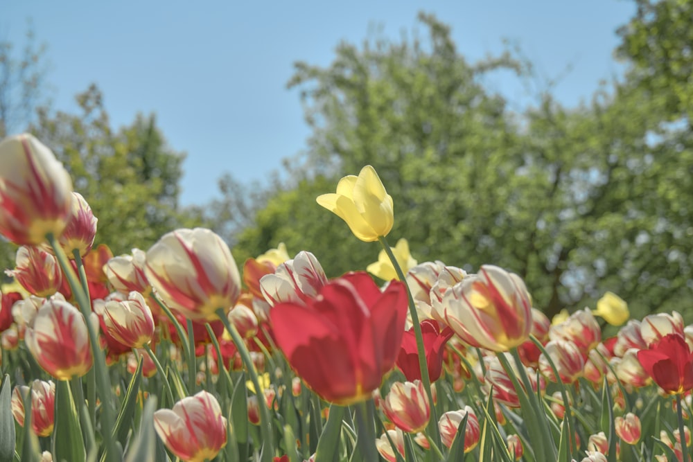 a field of red and yellow tulips with trees in the background