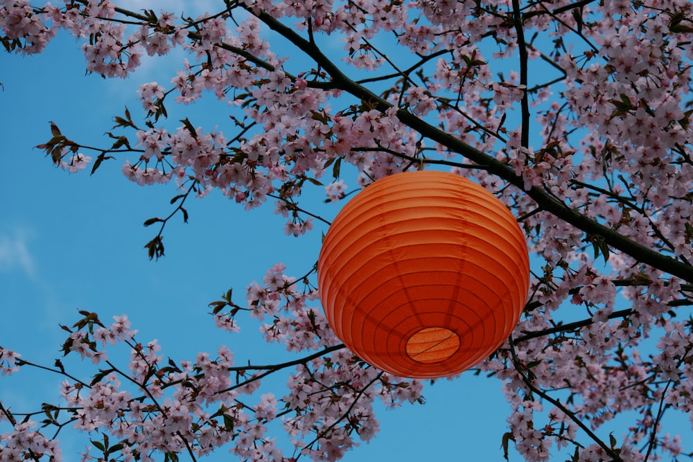 a paper lantern hanging from a tree with pink flowers