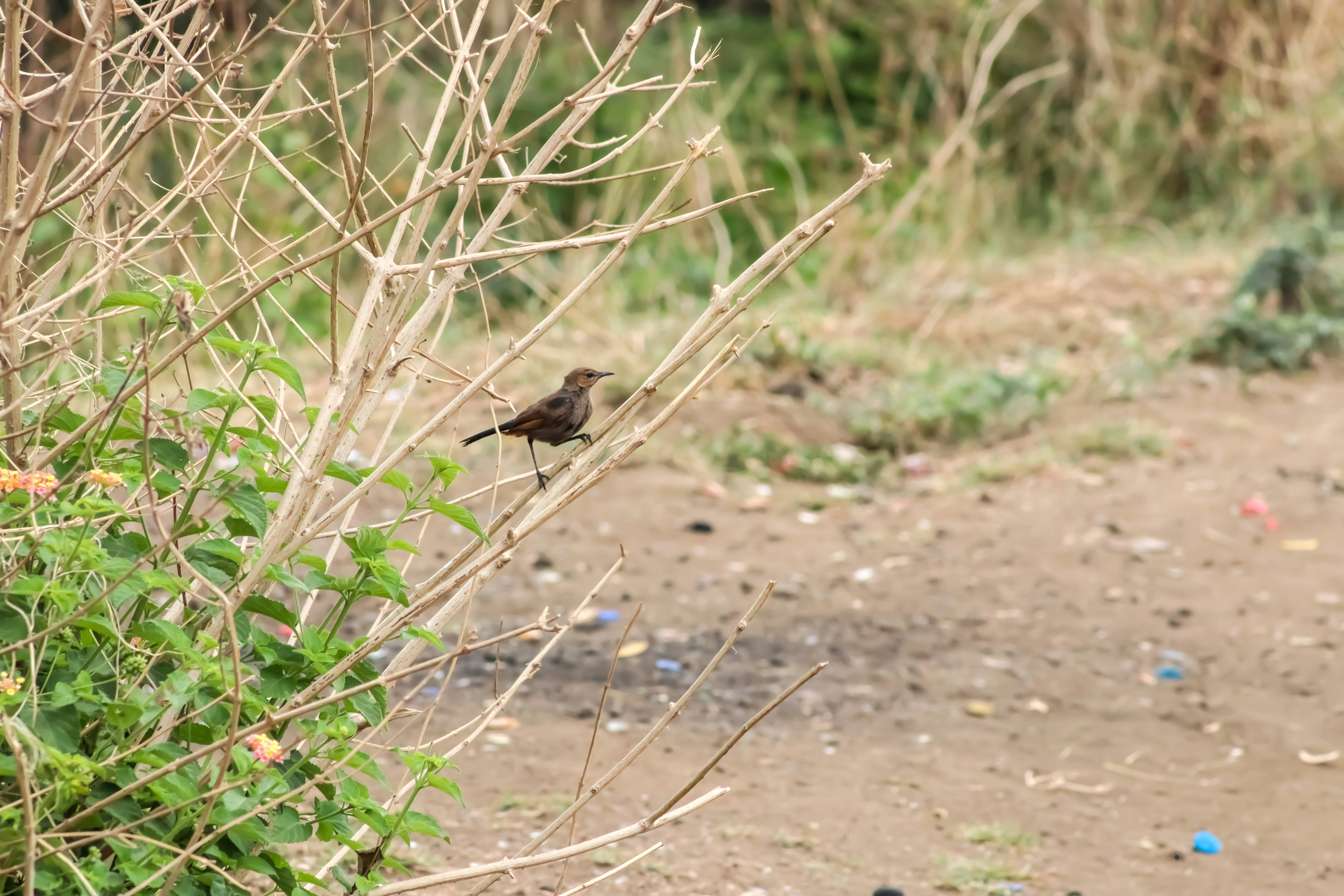 Photo by pushpak_art